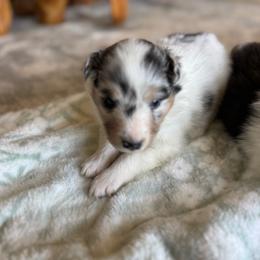 Aspen's Blue Merle Female - Blue merle white and tan female Shetland Sheepdog puppy in Shirley, Arkansas from Lucky Pups