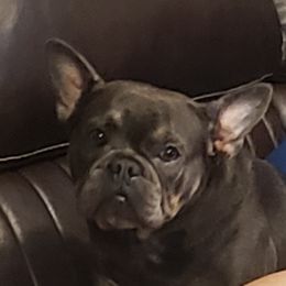 Isabelle - French Bulldog