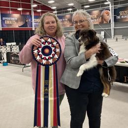 Miniature American Shepherds from Tempus Fugit