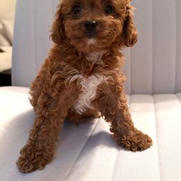 Cavapoo, Maltese, and Maltipoo Puppies from Historic triangle doodles