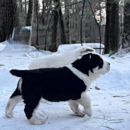Berg - Black male Central Asian Shepherd Dog puppy in East Camden, Arkansas from A Plus A