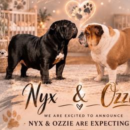 Bulldog puppies from Bullgodz English Bulldogs