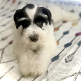 Hugh - Parti male Miniature Schnauzer puppy in Overton, Texas from Beards & Bows Schnauzer Farm