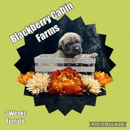 Mastiff Puppies from Blackberry Cabin Farm