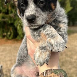Australian Cattle Dogs from DC Australian Cattle Dogs