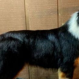 Australian Shepherds from Goldline Australian Shepherds