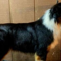 Australian Shepherds from Goldline Australian Shepherds