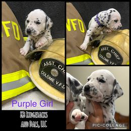 Purple Girl - White and black female Dalmatian puppy in Colome, South Dakota from KB Ridgebacks and Dals, LLC
