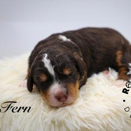 Fern - Tri-color female Bernedoodle puppy in Edmond, Oklahoma from Rock N Roll Doodles