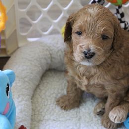 Australian Labradoodle Puppies from Cotton Creek Labradoodles