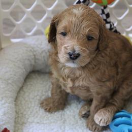 Australian Labradoodle Puppies from Cotton Creek Labradoodles
