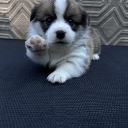 Pembroke Welsh Corgi Puppies from Ok hear me out. Corgis