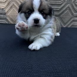 Pembroke Welsh Corgi Puppies from Ok hear me out. Corgis
