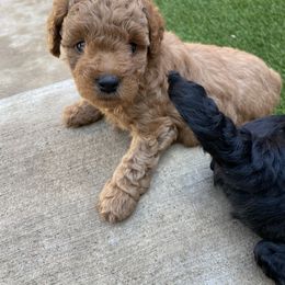 Aussiedoodle and Miniature Australian Shepherd Puppies from Dazy Mayze Mini Aussies and Aussiedoodles