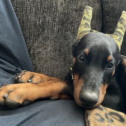 Doberman Pinscher Puppies from Rangewood Kennel