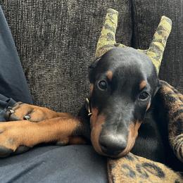 Doberman Pinscher Puppies from Rangewood Kennel
