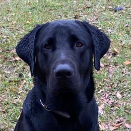 Mo - Labrador Retriever