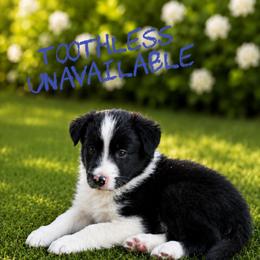 Toothless - Black and white male Border Collie puppy in Sanger, California from Flying M Cactus Ranch Buddies