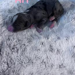 Ari - Merle female Bernedoodle puppy in Midlothian, Texas from DoodlesOjoy
