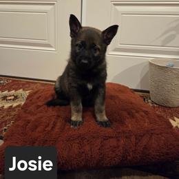Josie - Sable female German Shepherd puppy in Cave City, Arkansas from Bayou Valley Shepherds and American Hunt Terriers