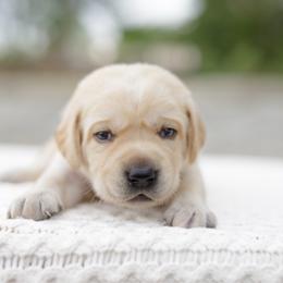 Glory - Yellow female Labrador Retriever puppy in Allons, Tennessee from UC Labradors LLC