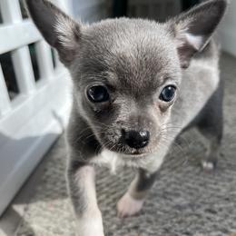 Lola - Blue and white female Chihuahua puppy in Coweta, Oklahoma from Green Country Chihuahuas