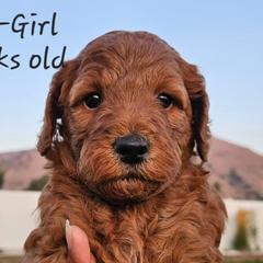 Girl 1 - Red Labradoodle puppy in Payson, Utah from Utah County Labradoodles