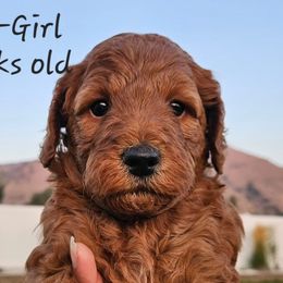 Girl 1 - Red Labradoodle puppy in Payson, Utah from Utah County Labradoodles