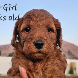 Girl 1 - Red Labradoodle puppy in Payson, Utah from Utah County Labradoodles