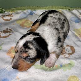 AKC Oreo - Dapple male Dachshund puppy in Knoxville, Tennessee from Thea's Puppies