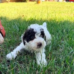 Bandit with training - Black and white male Cockapoo puppy in Boonville, North Carolina from Doods & Dolls