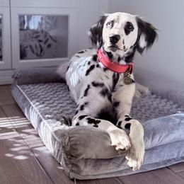 Dalmatians from Sunny Jewels