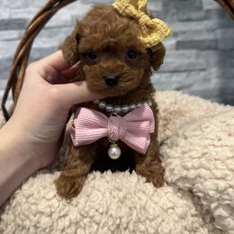 Cavapoo, Cockapoo, and Poodle Puppies from Heavenly Puppies to Love