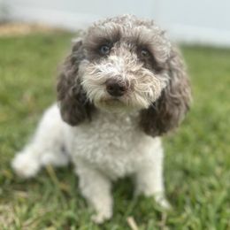 Cockapoos from Mary Puppins