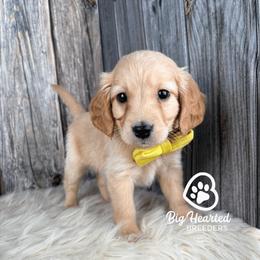 Charm - Cream male Companion Cross puppy in Utah County, Utah from Big Hearted Breeders