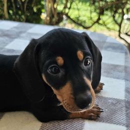 Sidney Poitier - Black and tan Dachshund puppy in Sarasota County, Florida from Donna's Mini Joys