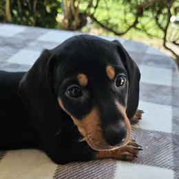 Sidney Poitier - Black and tan Dachshund puppy in Sarasota County, Florida from Donna's Mini Joys