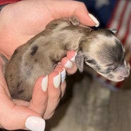 Coral - Dapple female Dachshund puppy in Wellford, South Carolina from Crowder Doxies