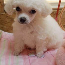 Poodle Puppies from Lowry Toy Poodles