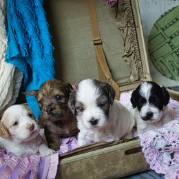 Cockapoo and Goldendoodle Puppies from Capital Doodles
