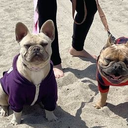 French Bulldogs from Atomic Dog Kennels