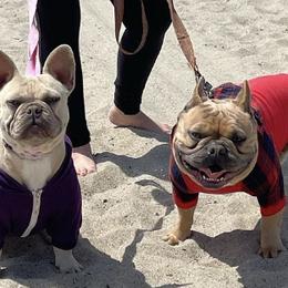 French Bulldogs from Atomic Dog Kennels