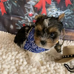 Little rocky 2000 - Black tan and white male Biewer Terrier puppy in Douglas, Georgia from Southern Georgia Yorkies and biewers