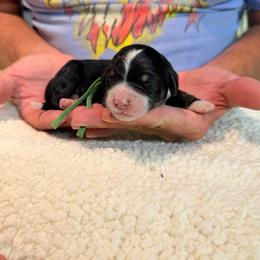Loki - Tri-color male Bernedoodle puppy in Ferguson, North Carolina from Elevated Standards NC