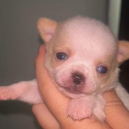 Dragon - Cream male Chihuahua puppy in New Castle, Delaware from Sasha’s Elite Kennel LLC