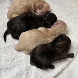 Shih Tzu puppies from Cuddly Coastal Cuties