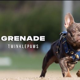 Grenade - French Bulldog