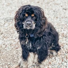 Luna - Cocker Spaniel