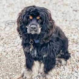 Luna - Cocker Spaniel