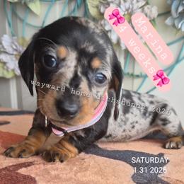 Marina - Dapple female Dachshund puppy in Harrodsburg, Kentucky from Wayward Home Dachshunds